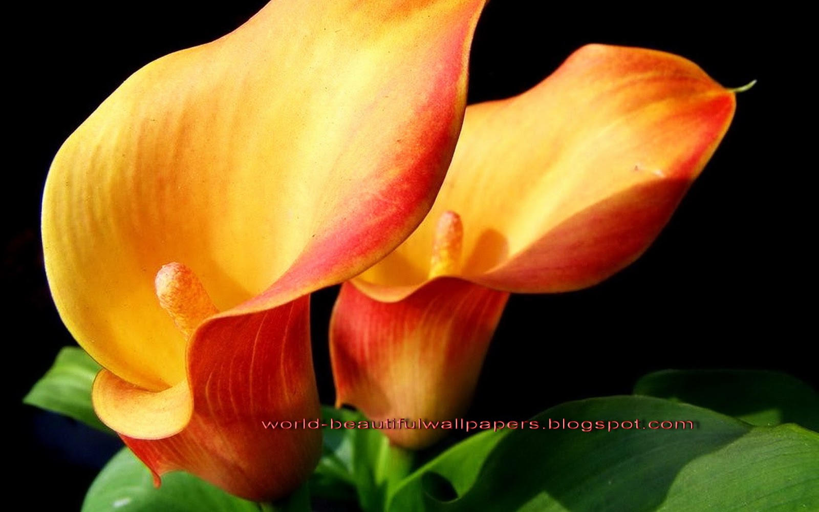 calla lily fondo de pantalla,planta floreciendo,pétalo,flor,naranja,amarillo