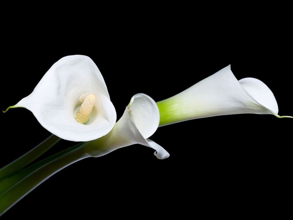 calla lily fondo de pantalla,aro,blanco,lirio de arum blanco gigante,flor,planta