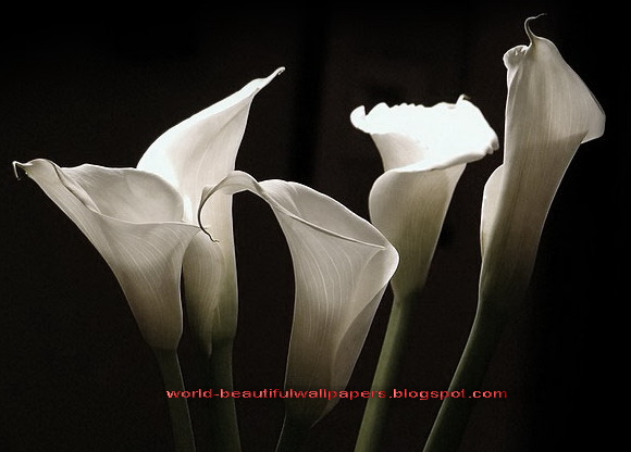 fond d'écran calla lily,blanc,photographie de nature morte,pétale,fleur,noir et blanc