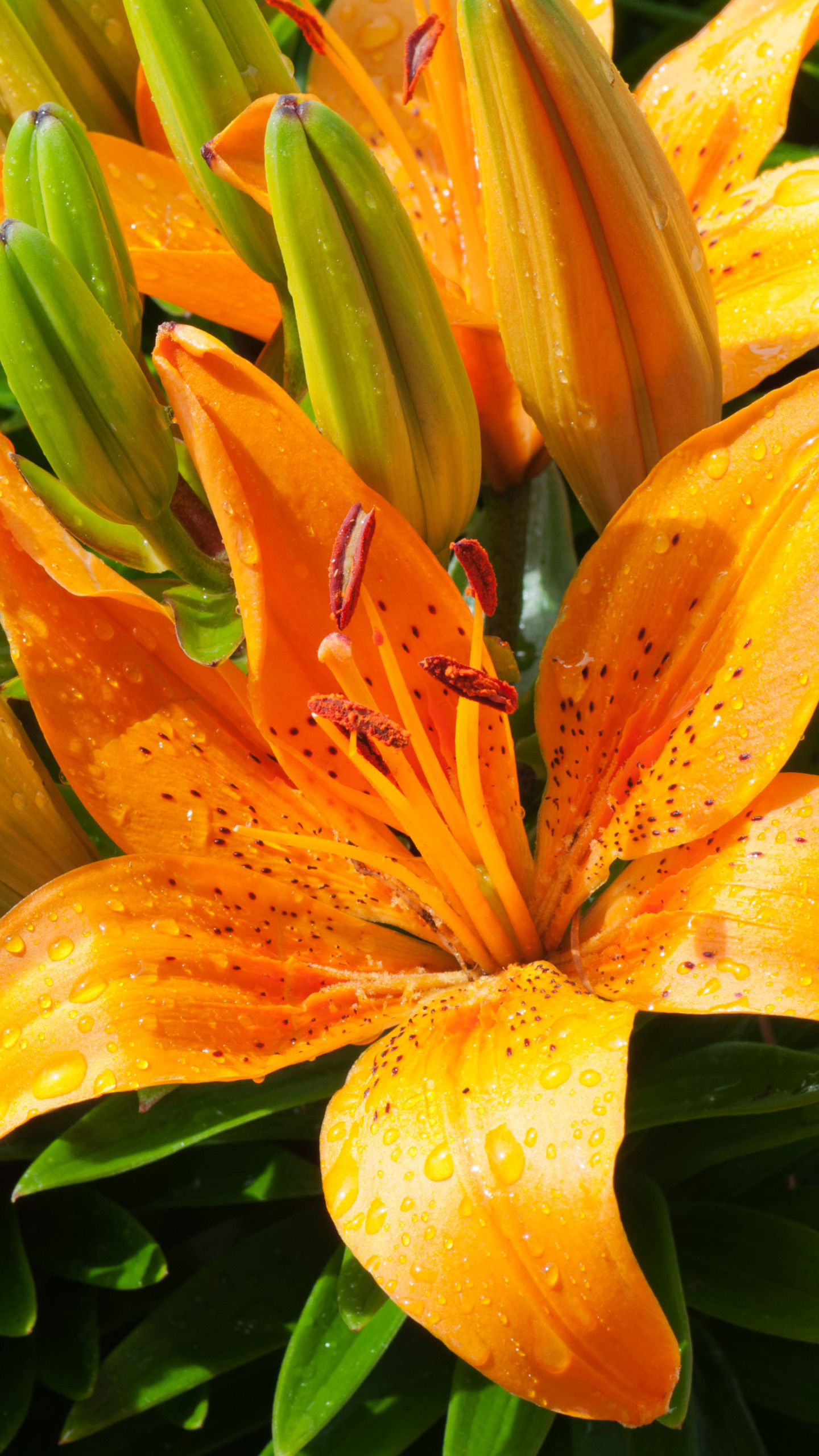 lily wallpaper hd,flowering plant,lily,flower,orange,orange lily