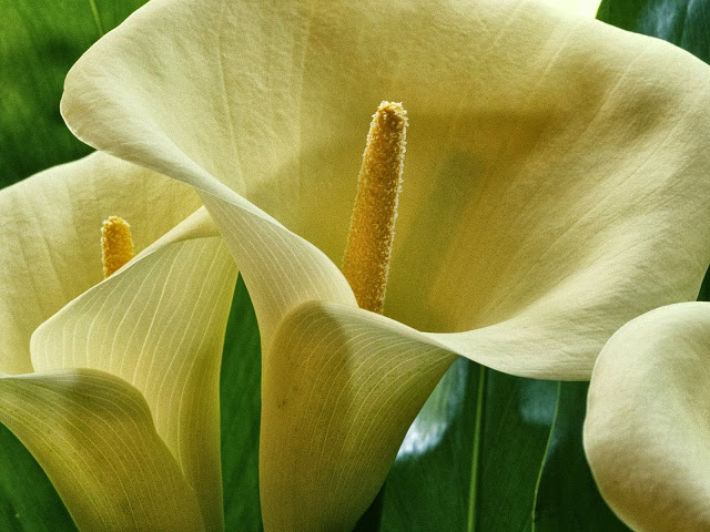 calla lilie tapete,blühende pflanze,arum,weiß,blume,blütenblatt