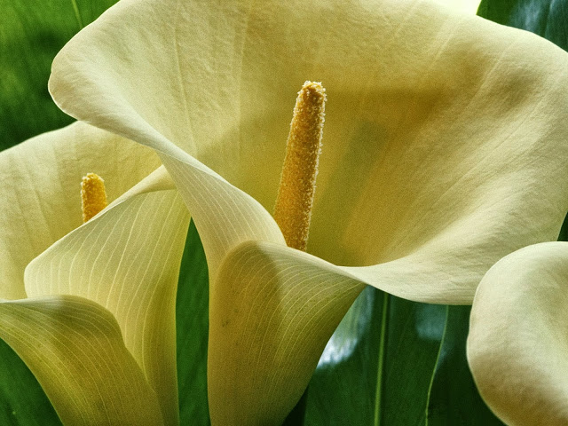 fond d'écran calla lily,plante à fleurs,arum,blanc,fleur,pétale