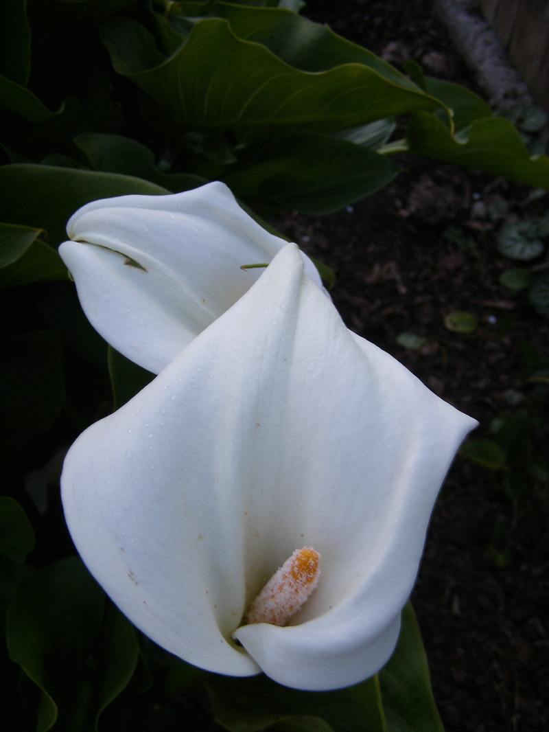 fond d'écran calla lily,blanc,arum,fleur,lis arum blanc géant,pétale