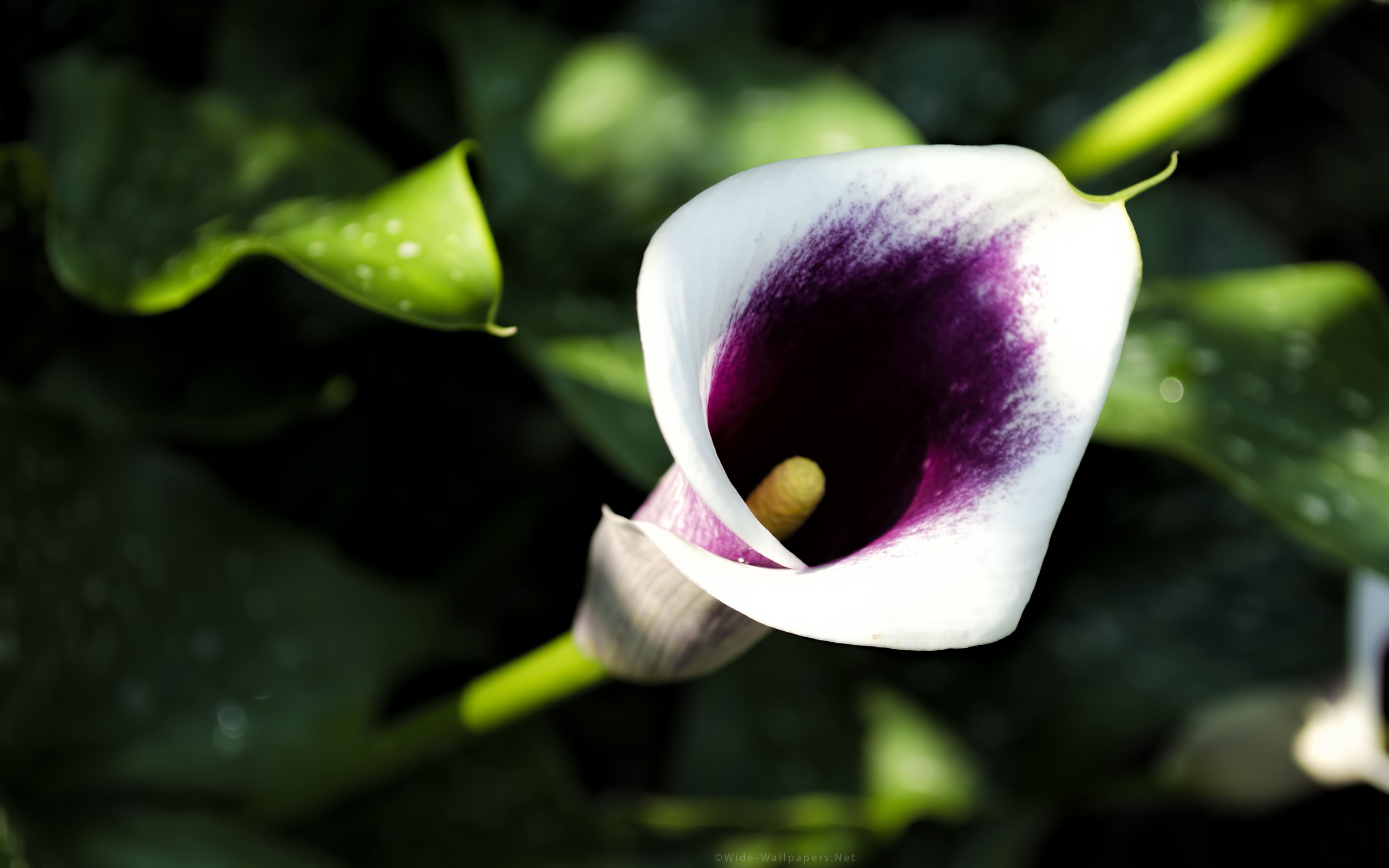 オランダカイウユリの壁紙,花,開花植物,アルム,花弁,工場