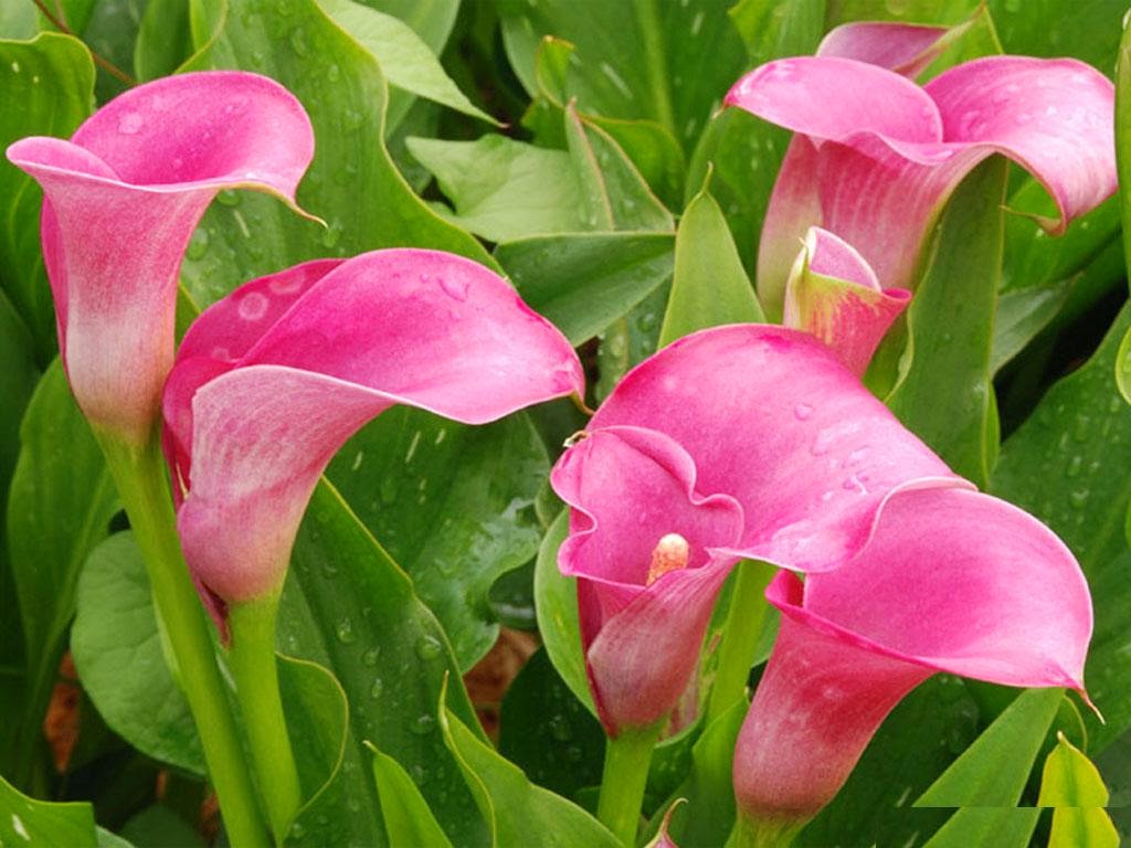 calla lilie tapete,blume,blühende pflanze,pflanze,blütenblatt,rosa