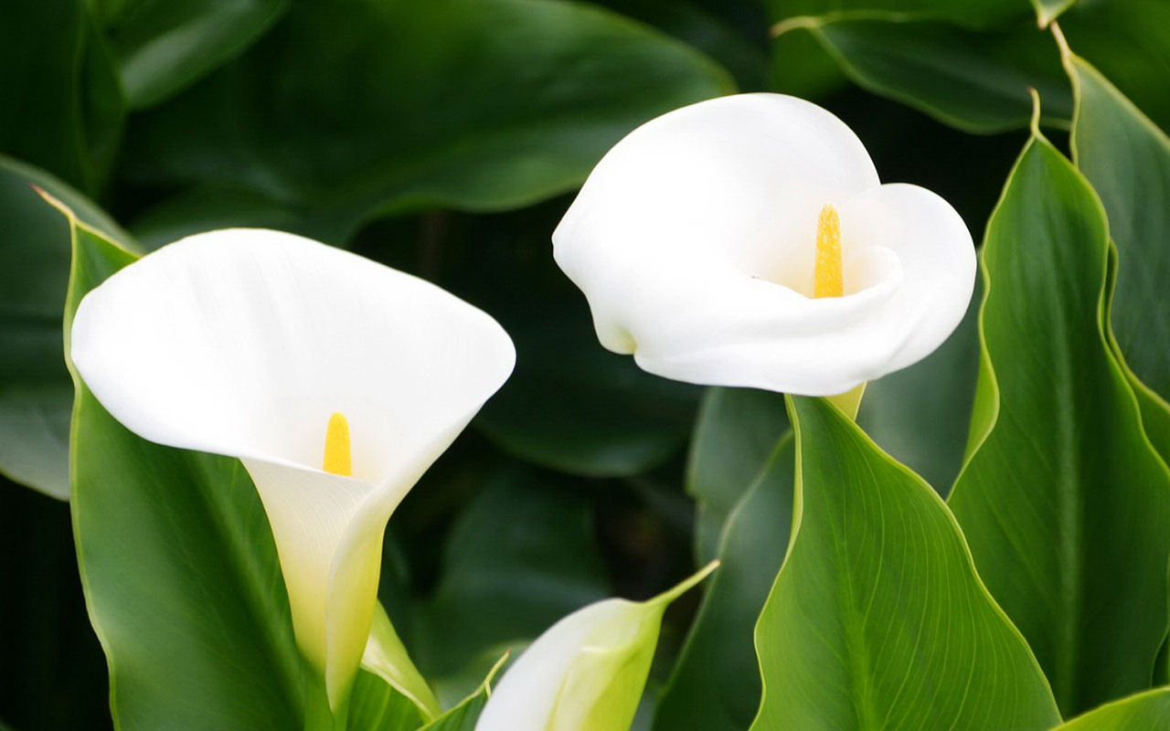 calla lily fondo de pantalla,aro,flor,lirio de arum blanco gigante,blanco,pétalo