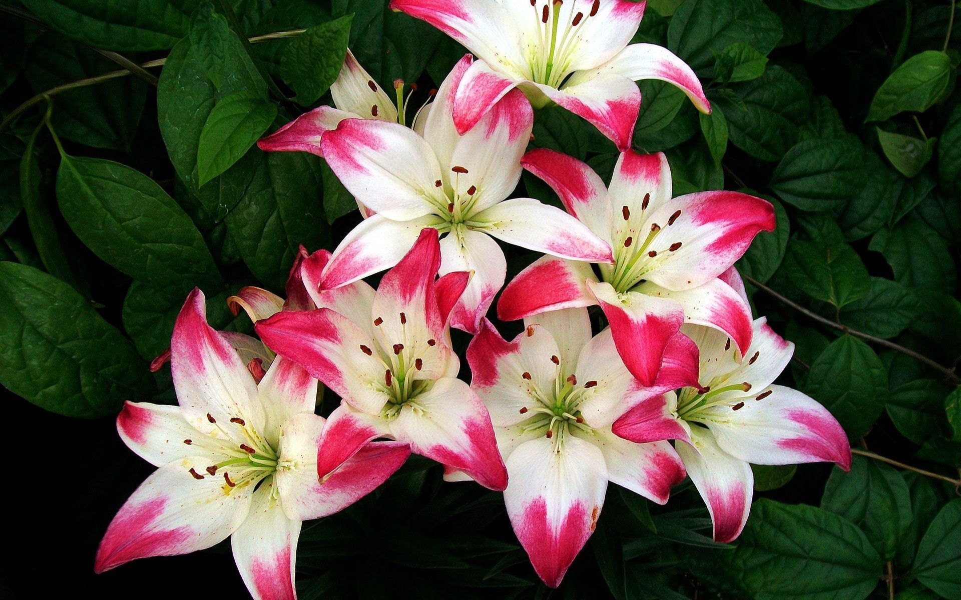 lily flower wallpaper,flower,flowering plant,lily,petal,plant