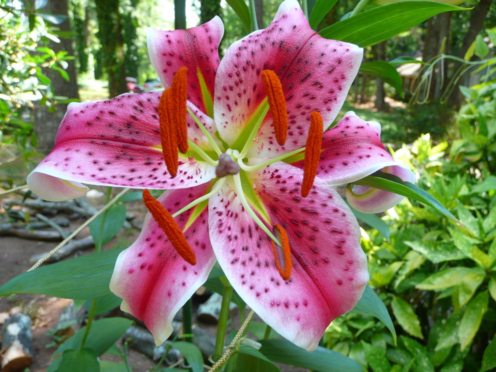 ユリの花の壁紙,花,ゆり,開花植物,タイガーリリー,スターゲイザーリリー