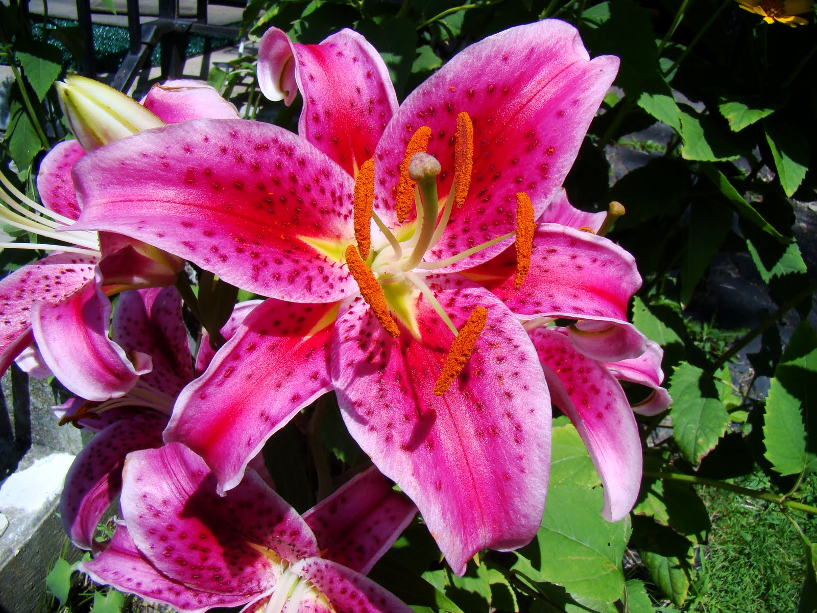 Tiger Lily Flowers - Pink And Orange Tiger Lilies- WallpaperUse