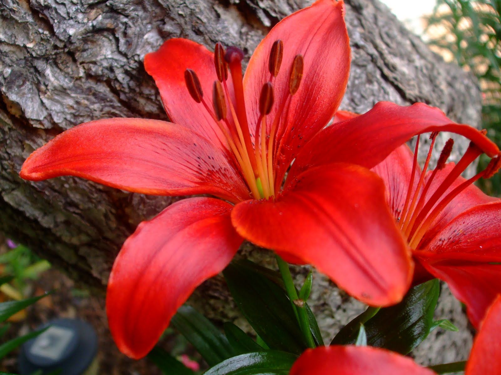 lily flower wallpaper,flower,flowering plant,lily,plant,petal