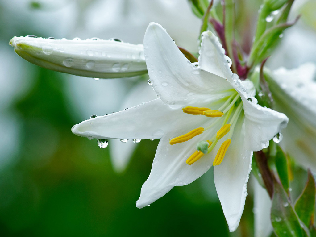 lily flower wallpaper,flowering plant,white,flower,lily,petal