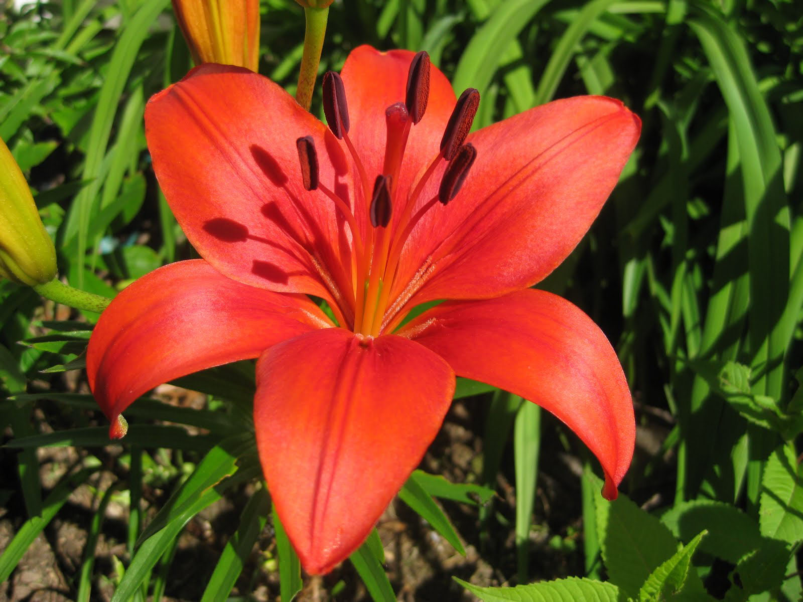lily flower wallpaper,flower,lily,flowering plant,plant,orange lily