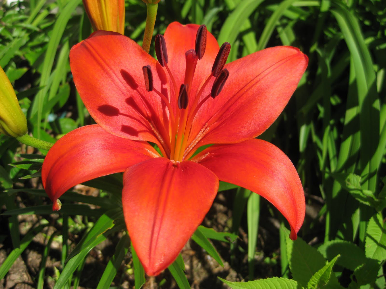 ユリの花の壁紙,花,ゆり,開花植物,工場,オレンジリリー