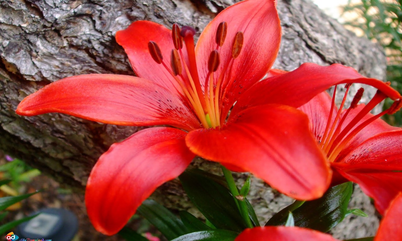 ユリの花の壁紙,花,開花植物,ゆり,花弁,工場