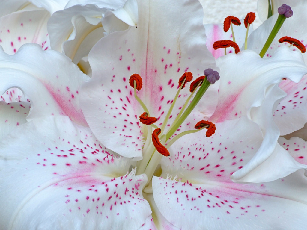 lily flor fondo de pantalla,planta floreciendo,pétalo,blanco,flor,rosado