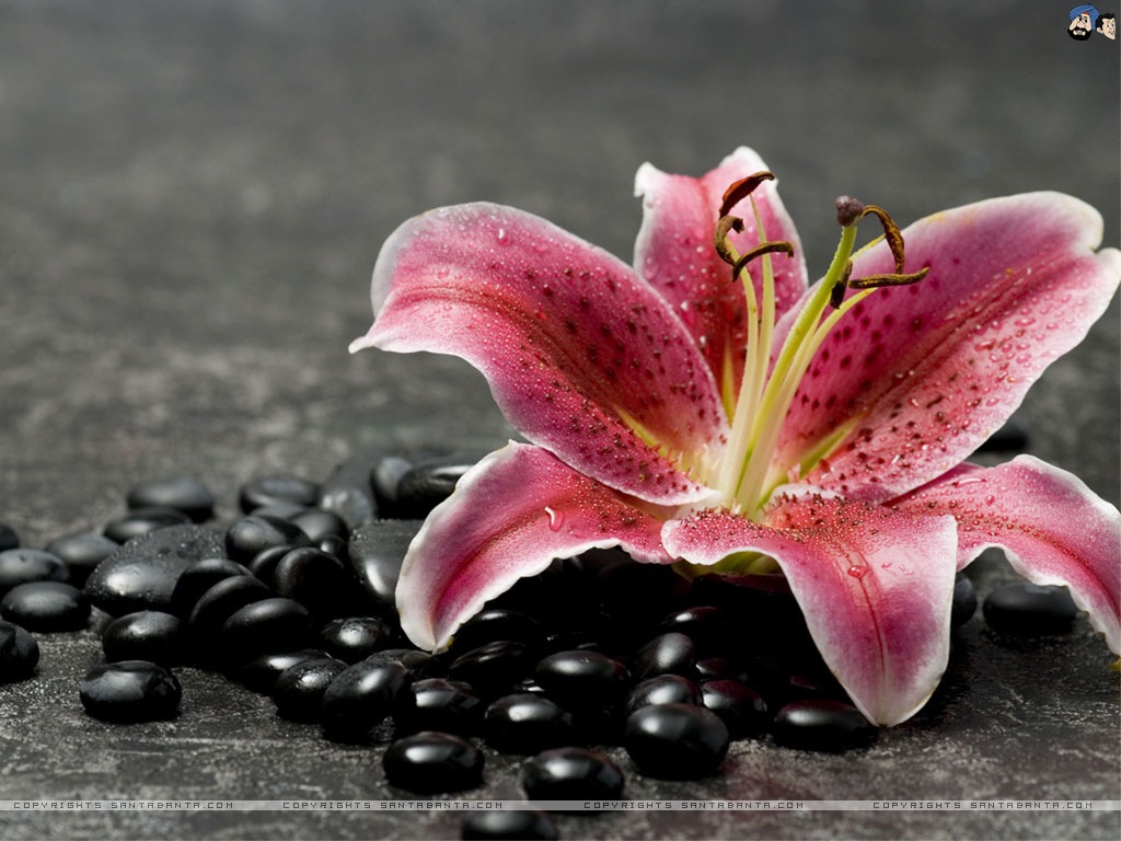 lily flower wallpaper,lily,petal,pink,flower,plant