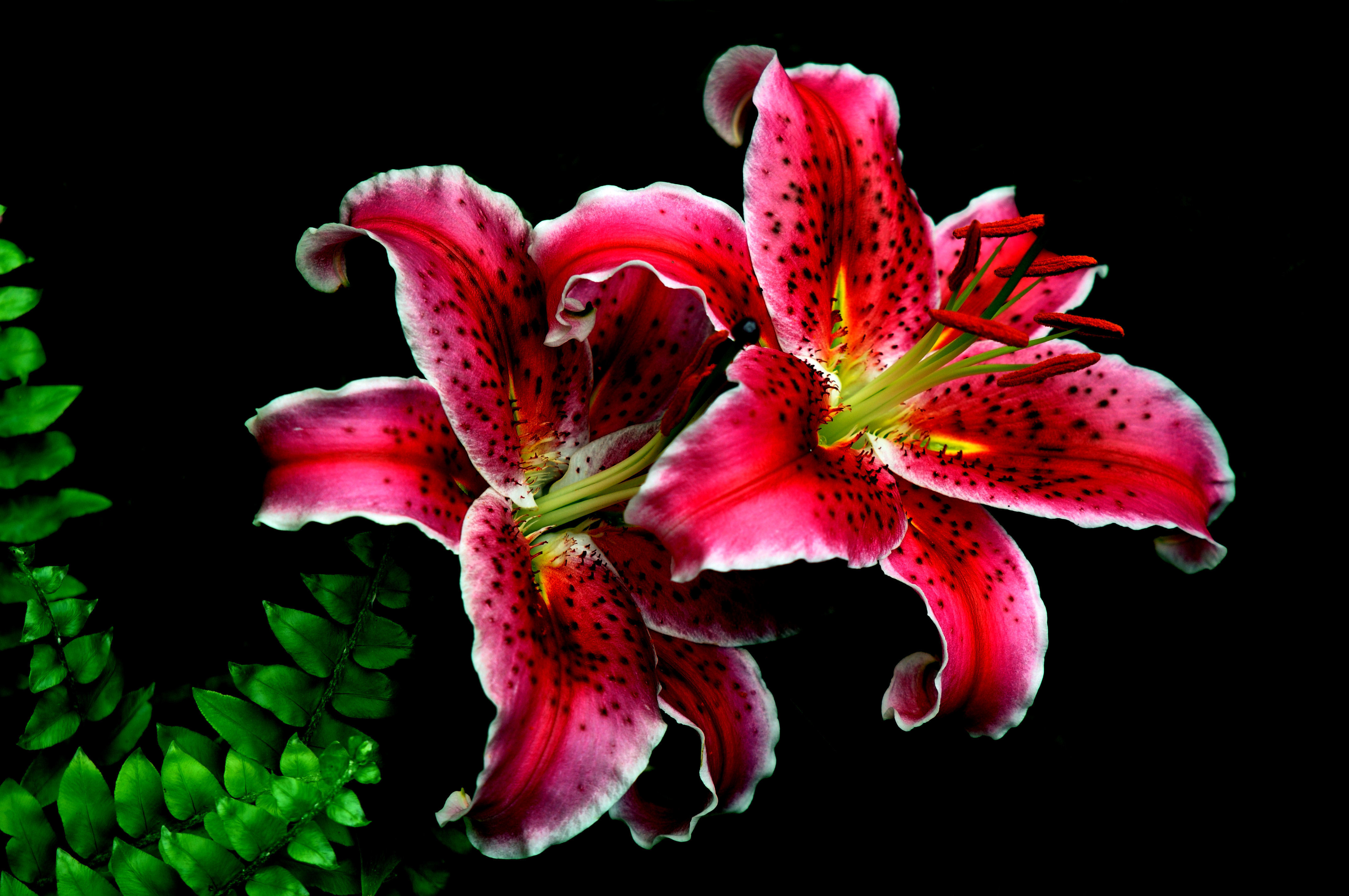 lily flower wallpaper,flower,flowering plant,lily,plant,petal