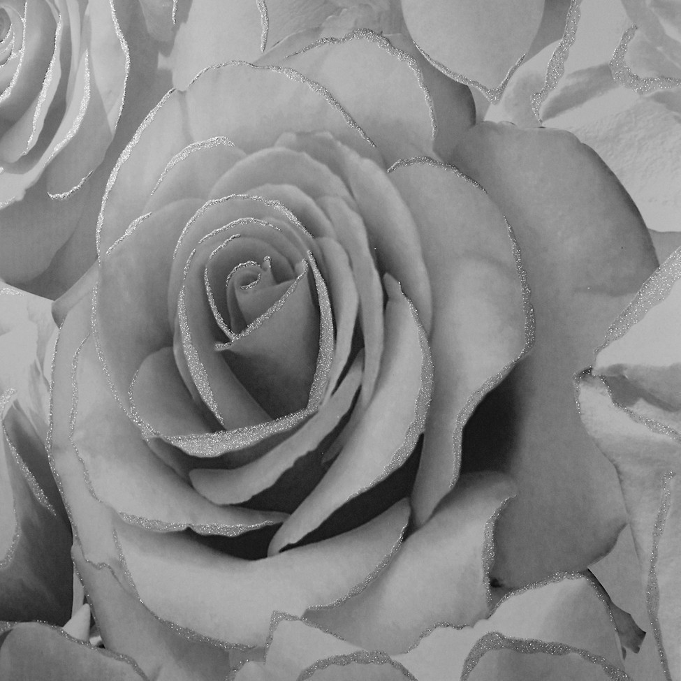 silberne rosentapete,gartenrosen,blütenblatt,monochrome fotografie,weiß,blume