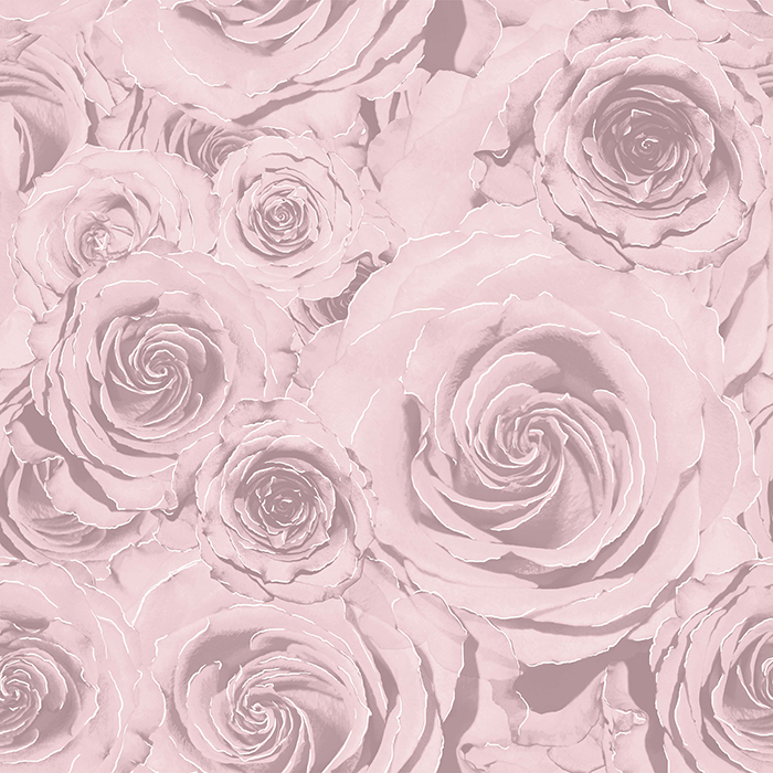 papel tapiz rosa plata,blanco,rosas de jardín,rosa,flor,familia rosa