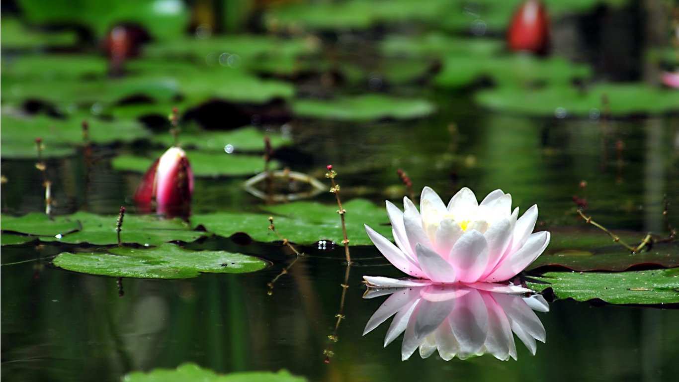 water lily wallpaper,flower,fragrant white water lily,sacred lotus,aquatic plant,lotus