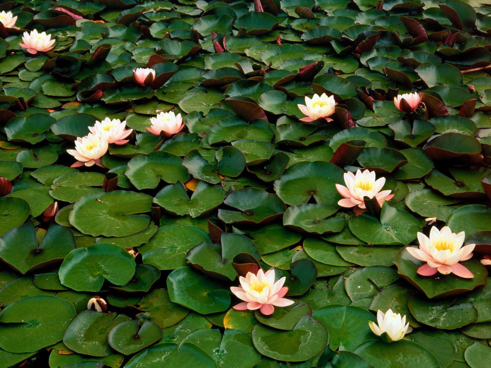 papel pintado de lirio de agua,flor,planta floreciendo,planta,lirio de agua,hoja