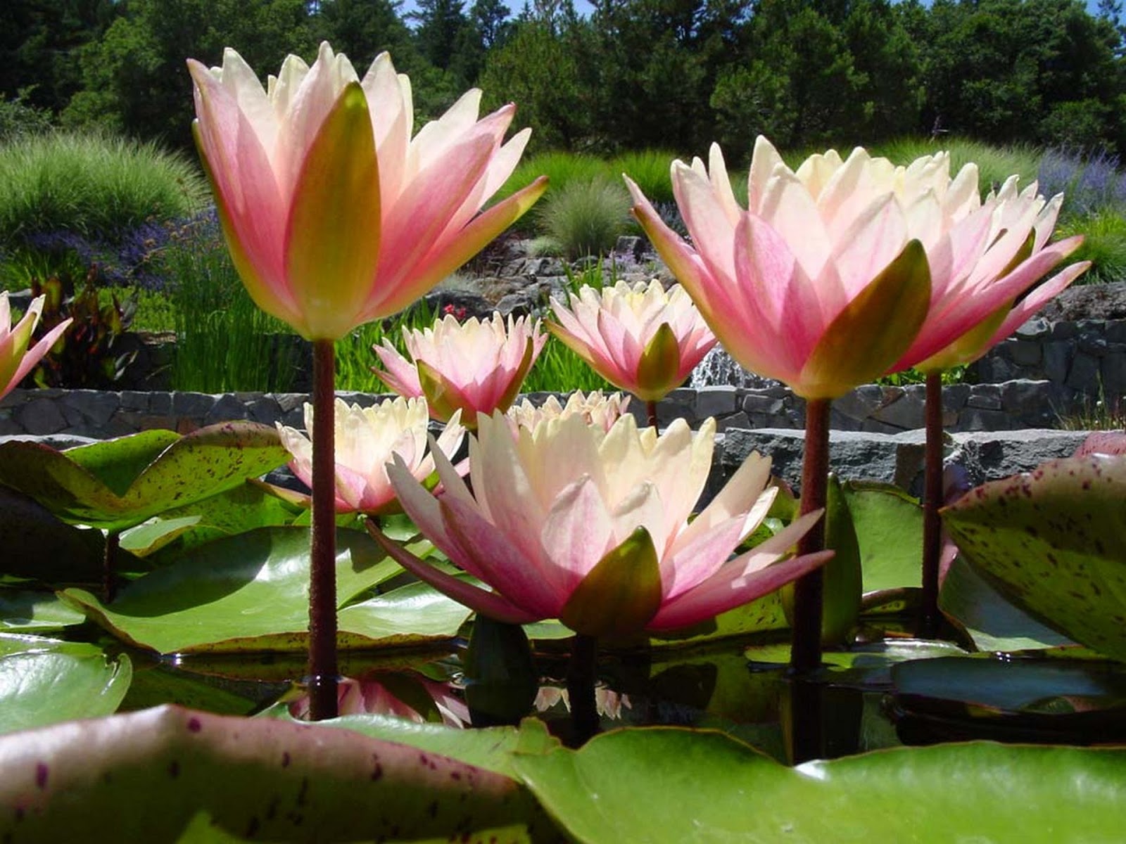 water lily wallpaper,flower,flowering plant,fragrant white water lily,aquatic plant,plant