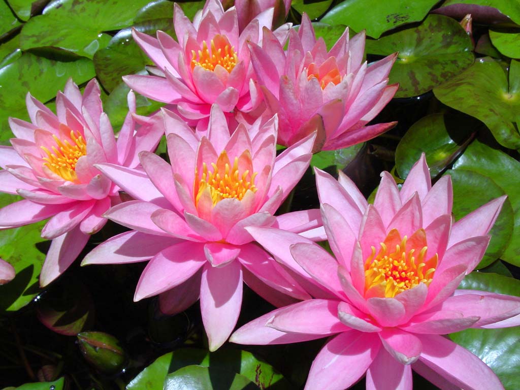 water lily wallpaper,flower,flowering plant,petal,pink,aquatic plant