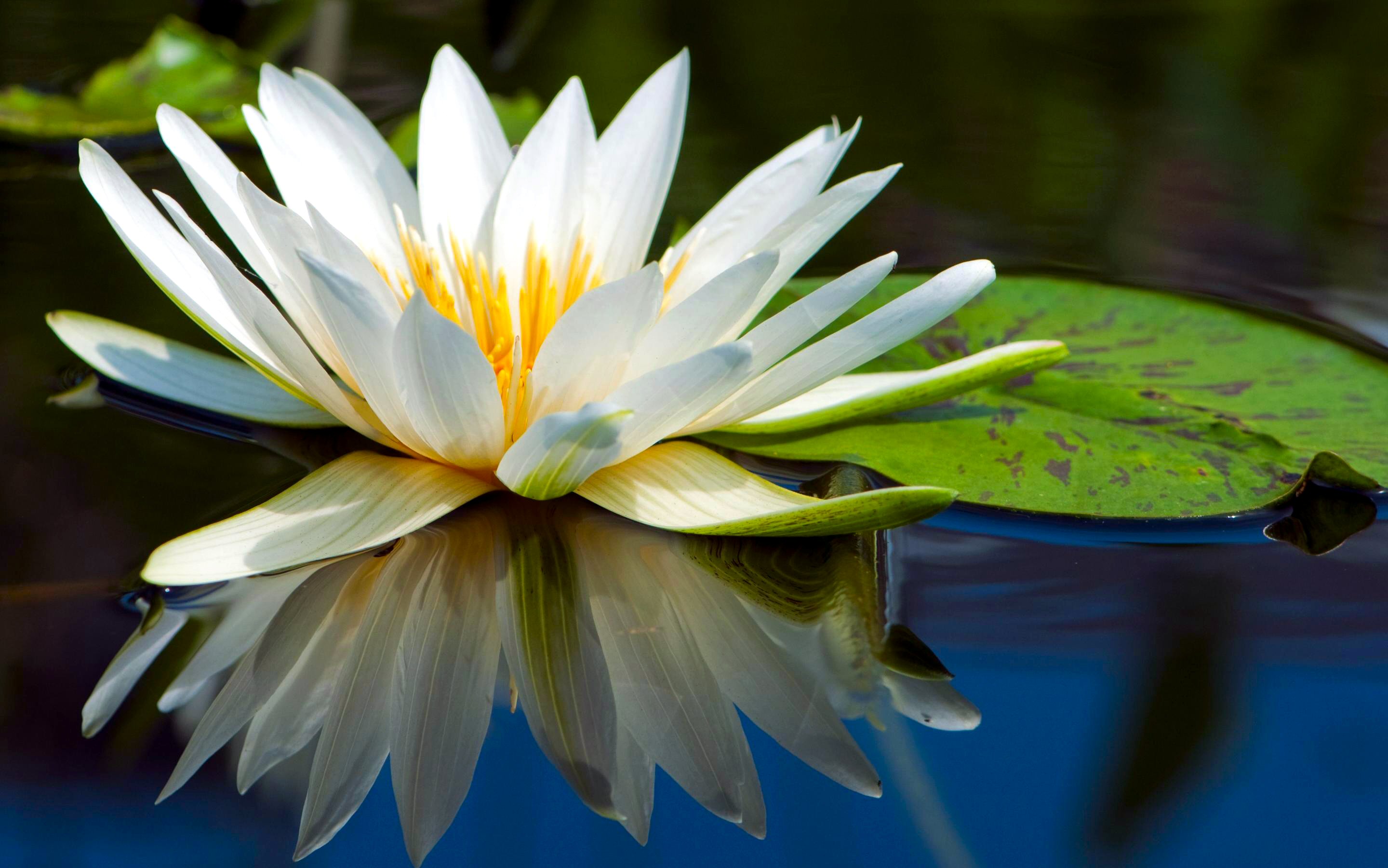 water lily wallpaper,flower,fragrant white water lily,petal,white,reflection