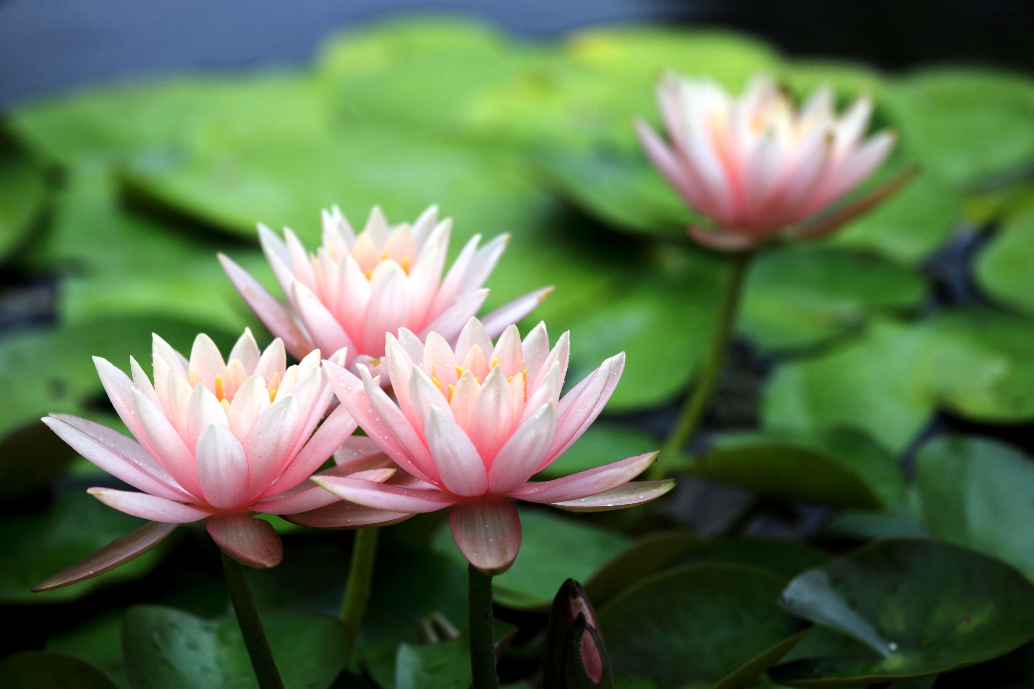 water lily wallpaper,flower,flowering plant,fragrant white water lily,plant,petal