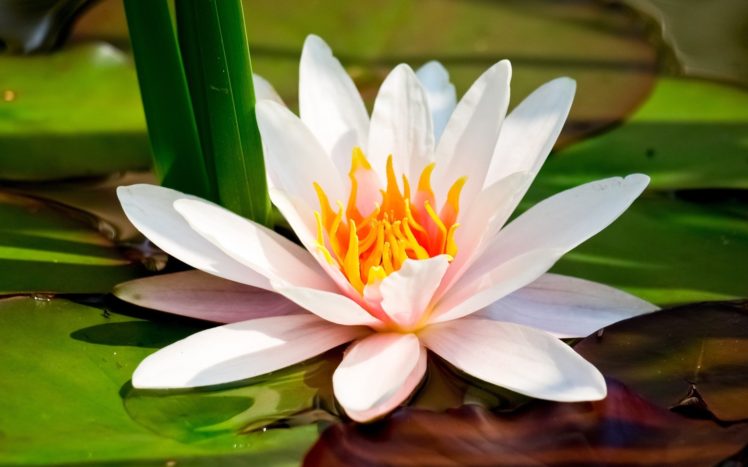 water lily wallpaper,flower,fragrant white water lily,aquatic plant,petal,sacred lotus