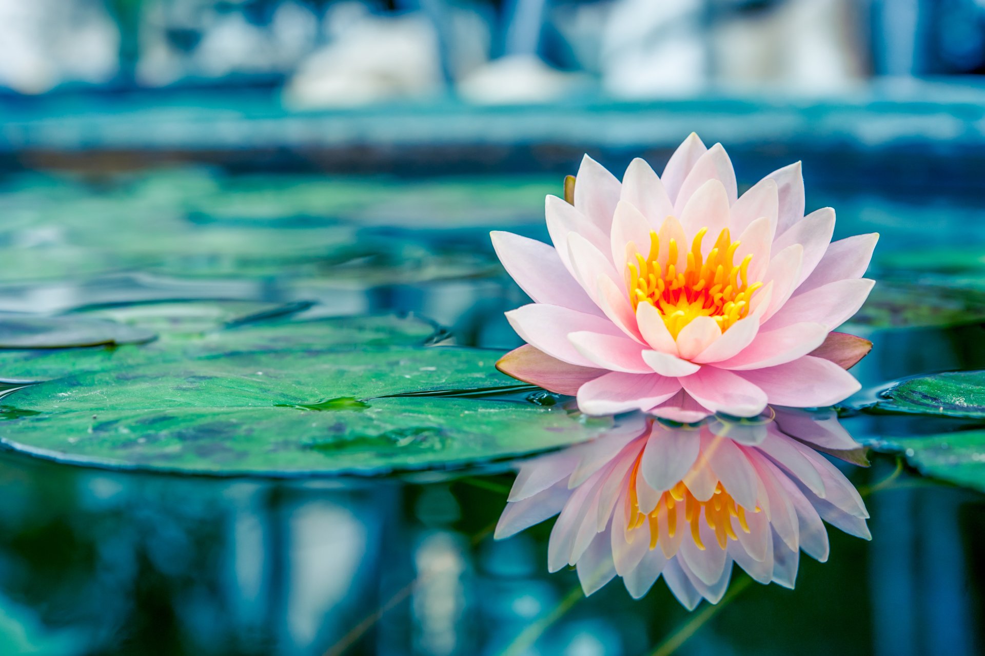 water lily wallpaper,flower,fragrant white water lily,petal,aquatic