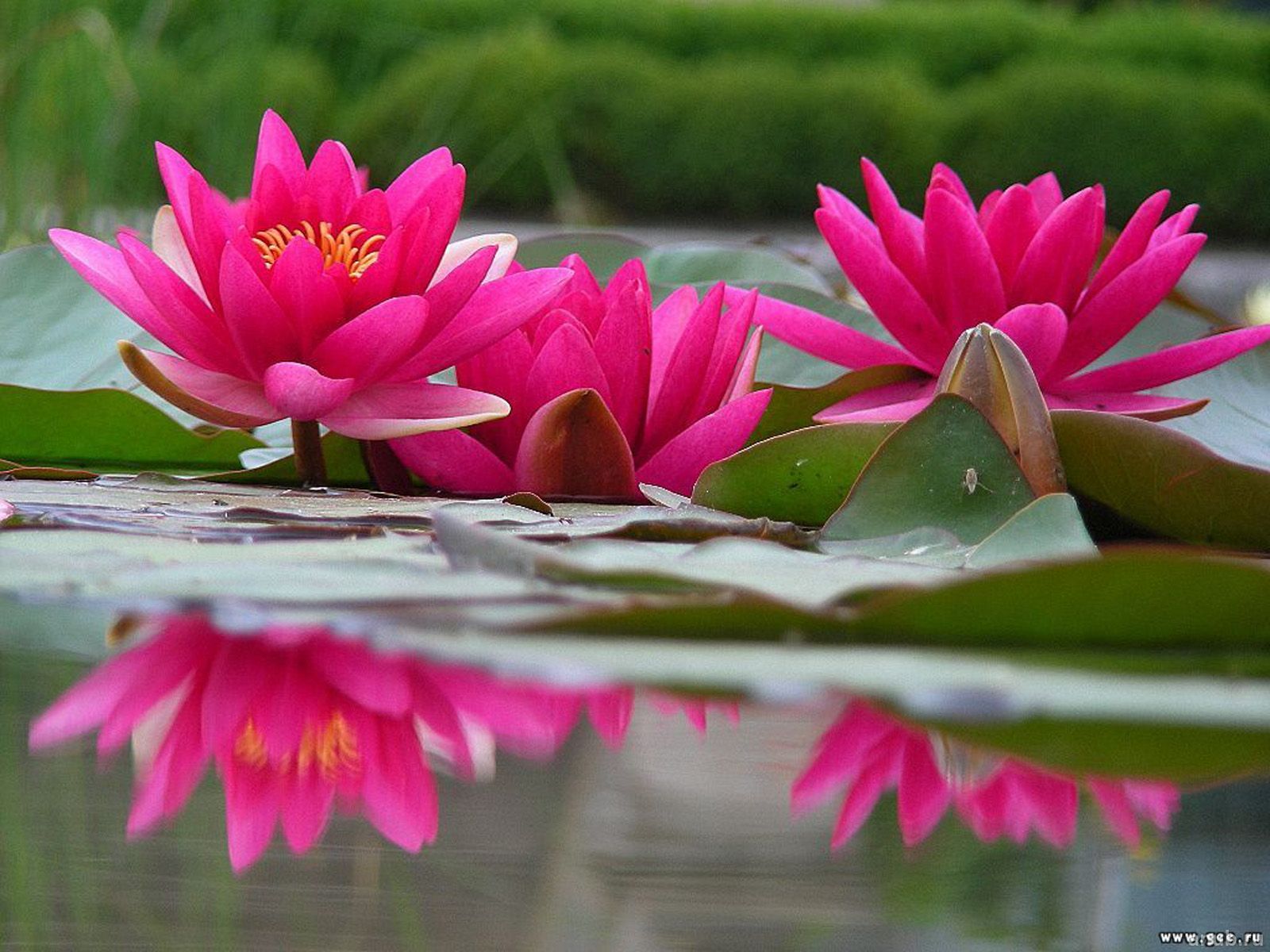 water lily wallpaper,flower,flowering plant,aquatic plant,petal,fragrant white water lily