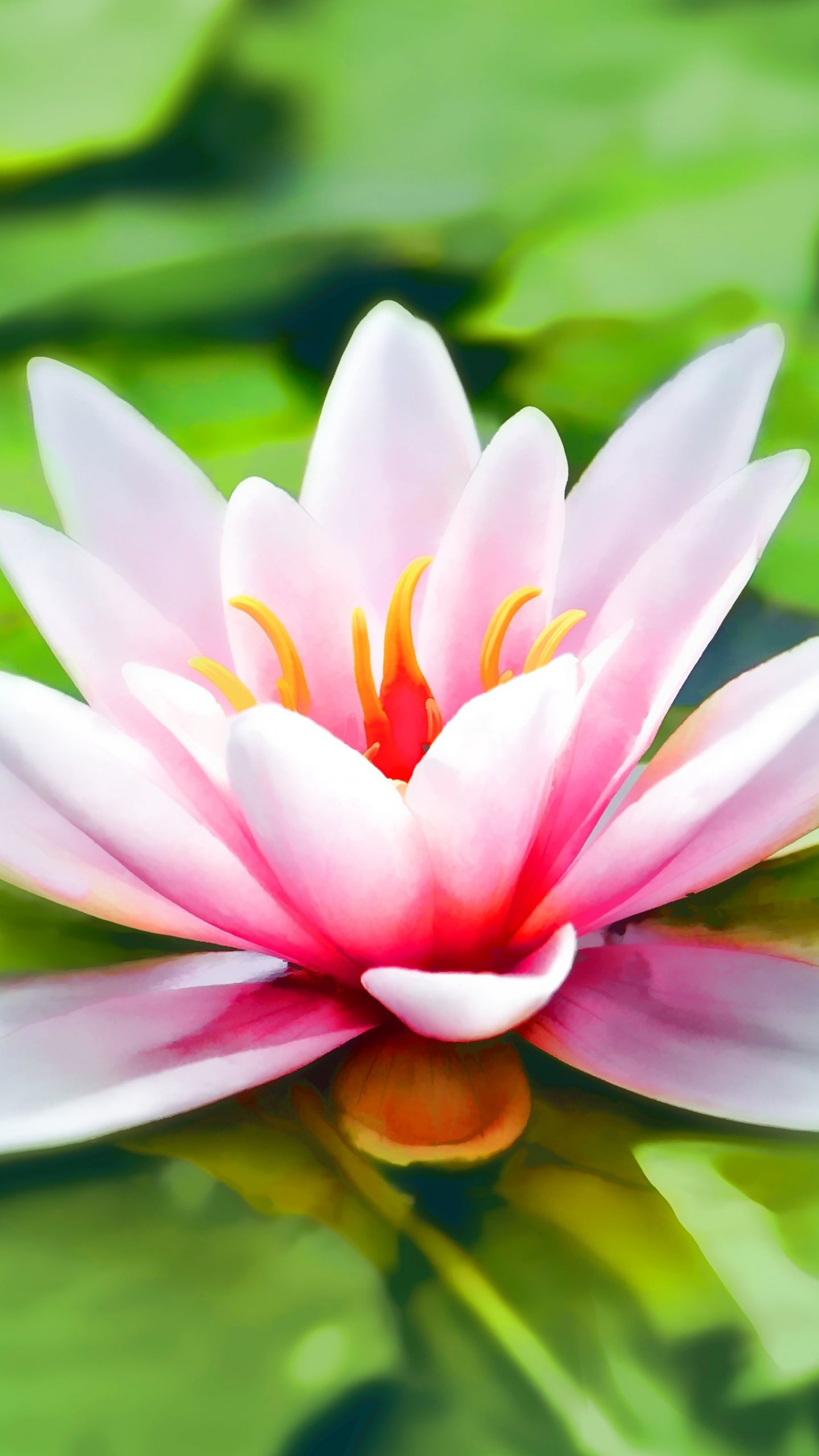 water lily wallpaper,petal,fragrant white water lily,flower,aquatic plant,sacred lotus