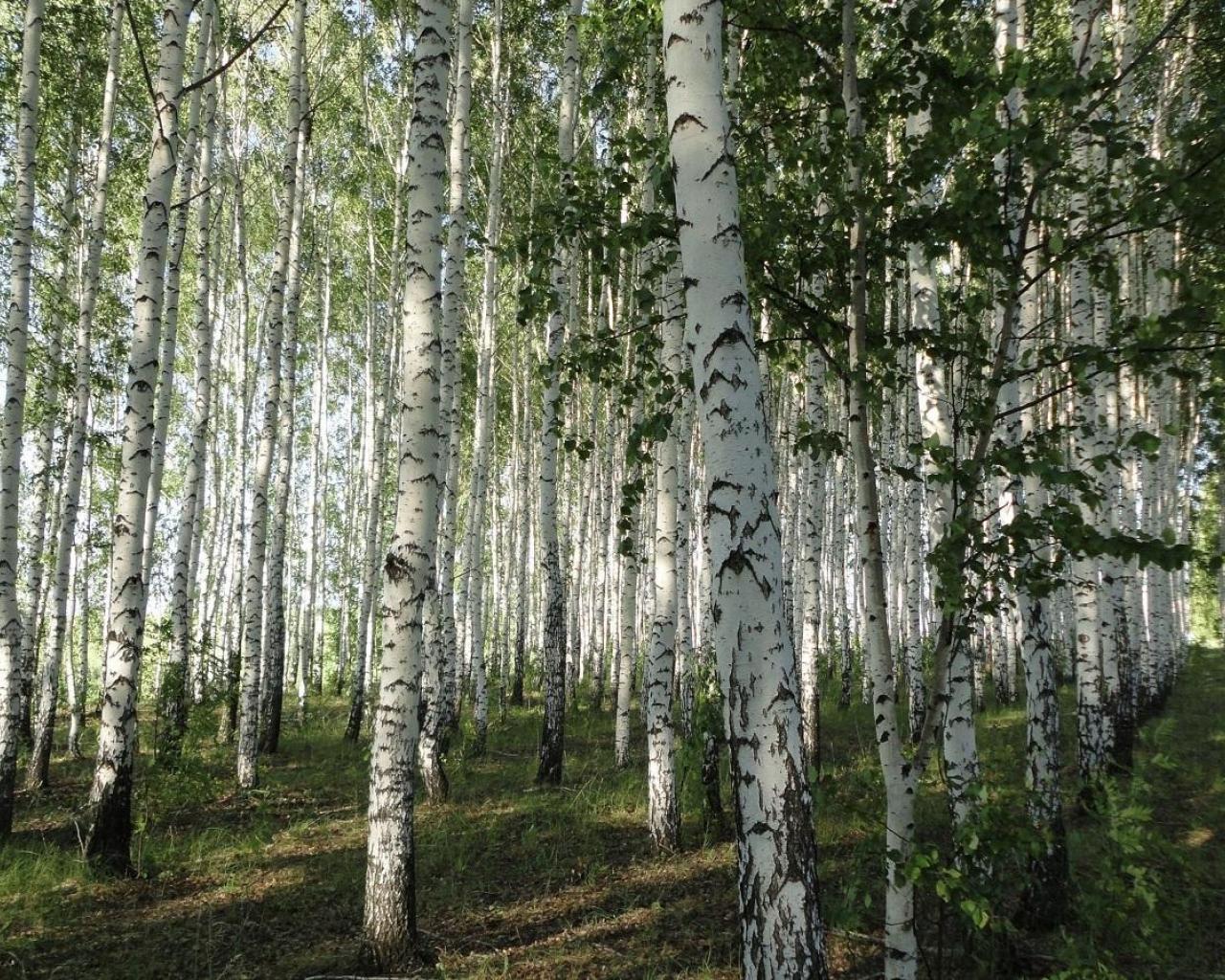 papier peint forêt de bouleaux,arbre,forêt,forêt de feuillus du nord,bouleau,bouleau canot