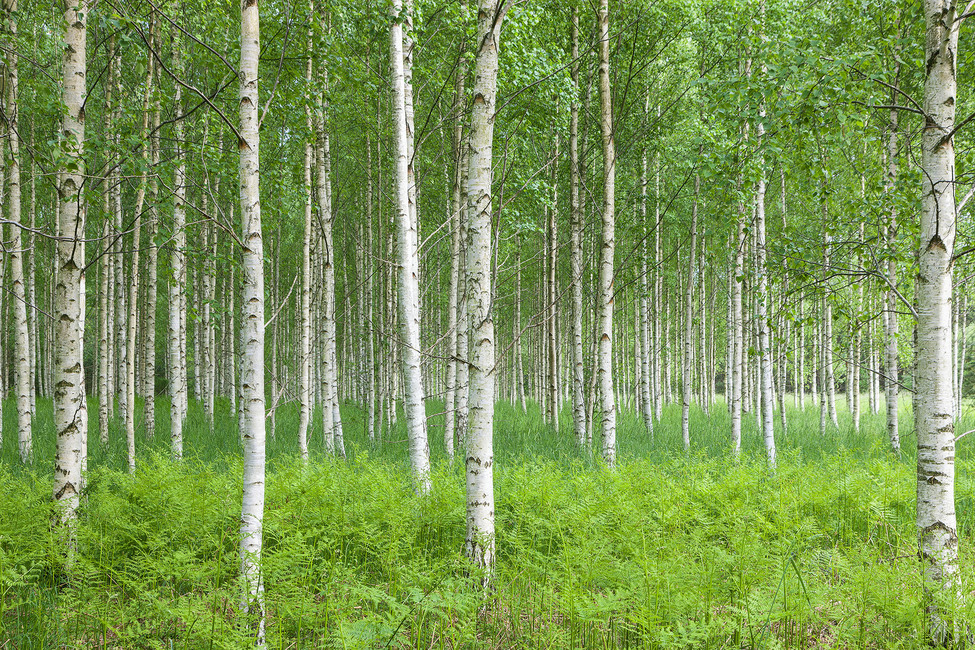 birch forest wallpaper,tree,forest,natural environment,northern hardwood forest,american aspen