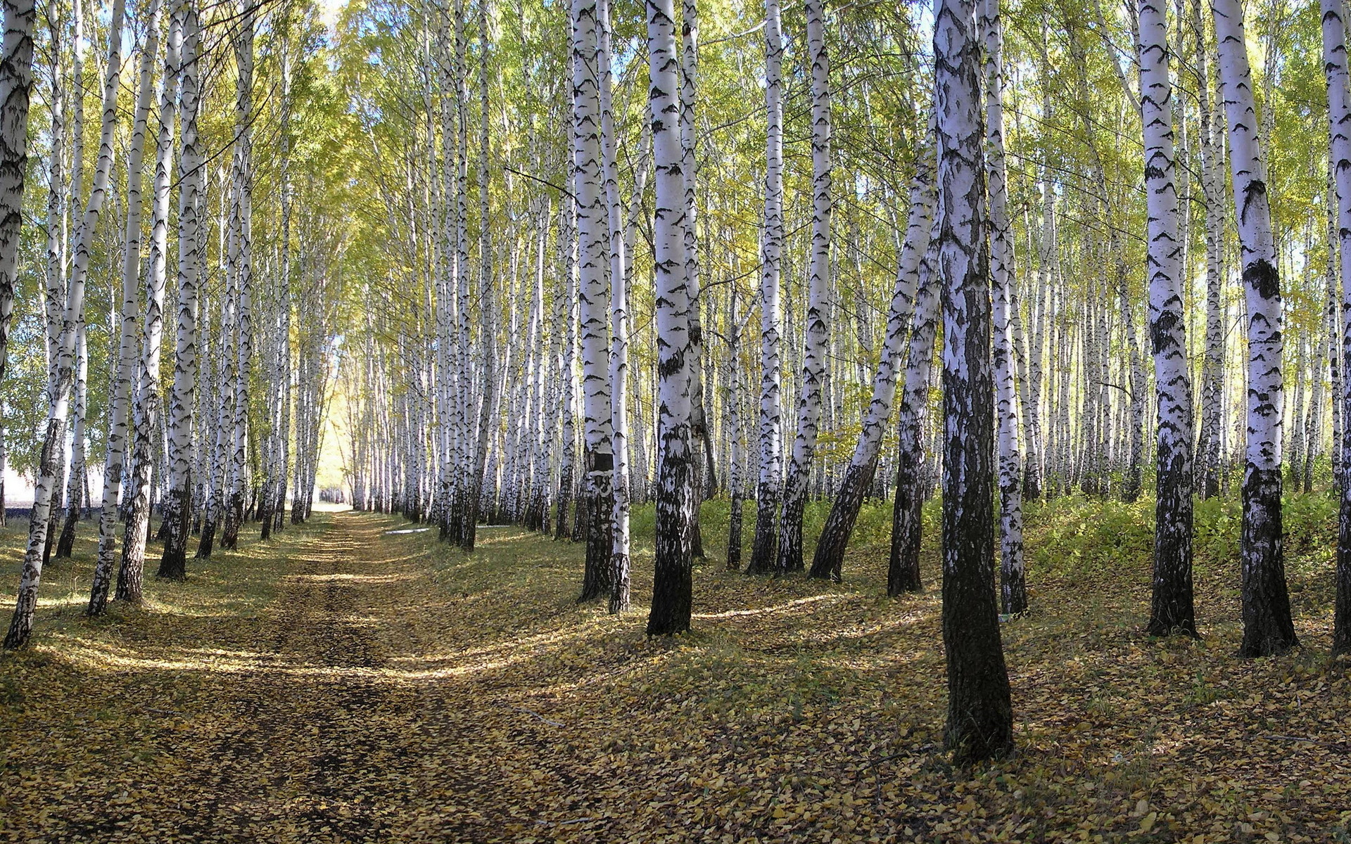 birch forest wallpaper,tree,forest,natural environment,grove,natural landscape
