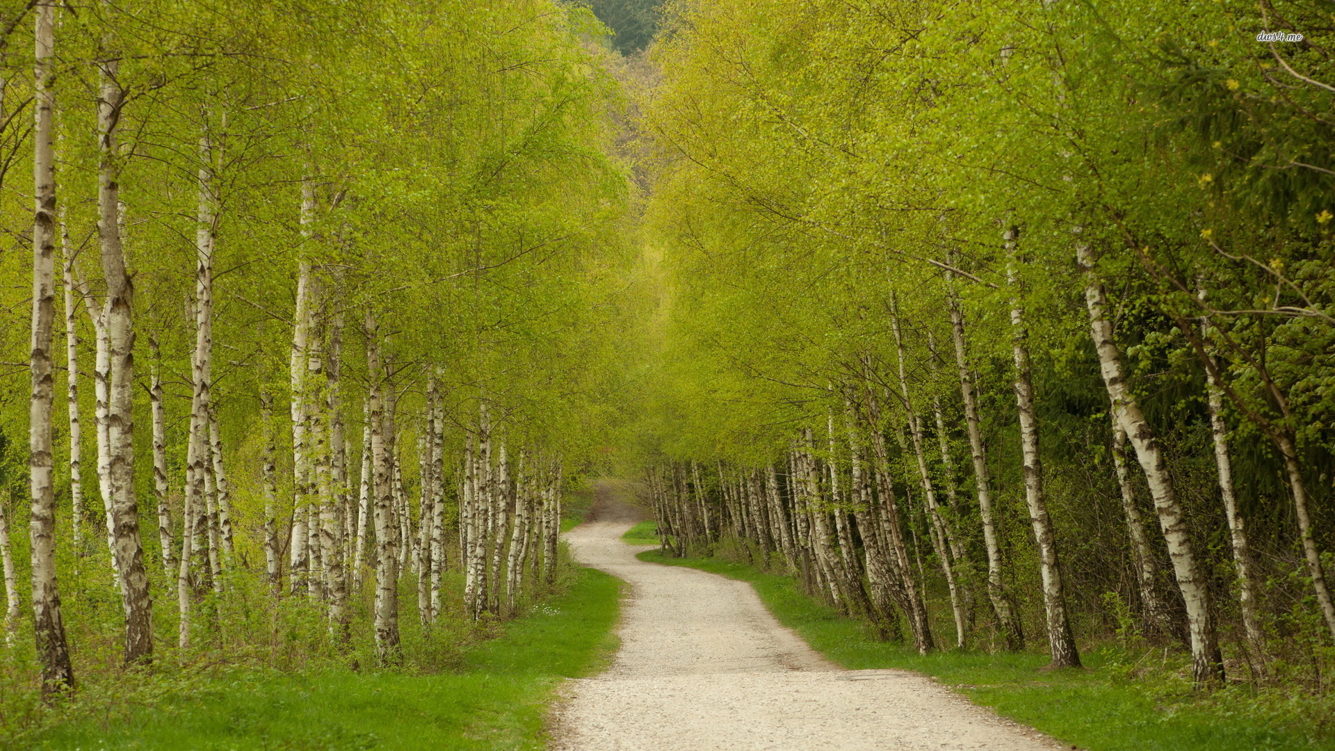 birch forest wallpaper,tree,natural landscape,green,nature,woody plant