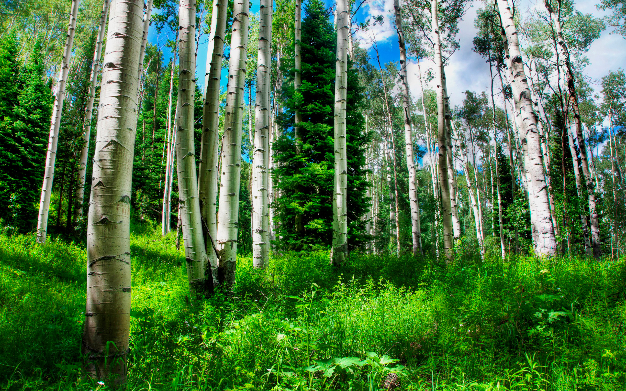 fondo de pantalla de bosque de abedules,árbol,bosque,naturaleza,paisaje natural,bosque de abeto abeto