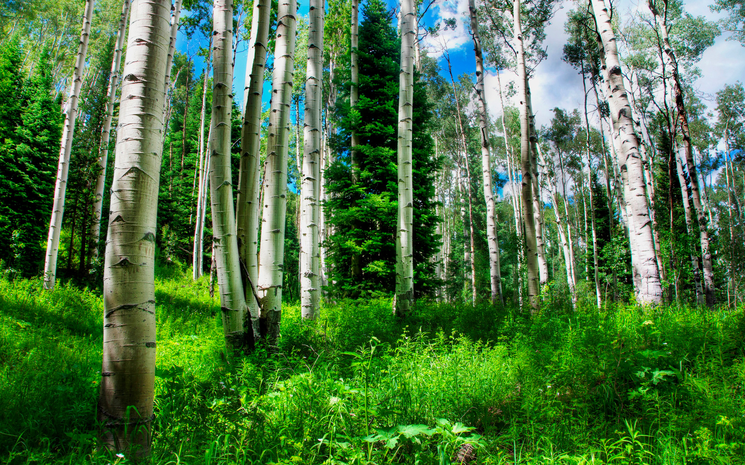 papier peint forêt de bouleaux,arbre,forêt,la nature,paysage naturel,forêt de sapins et d'épinettes