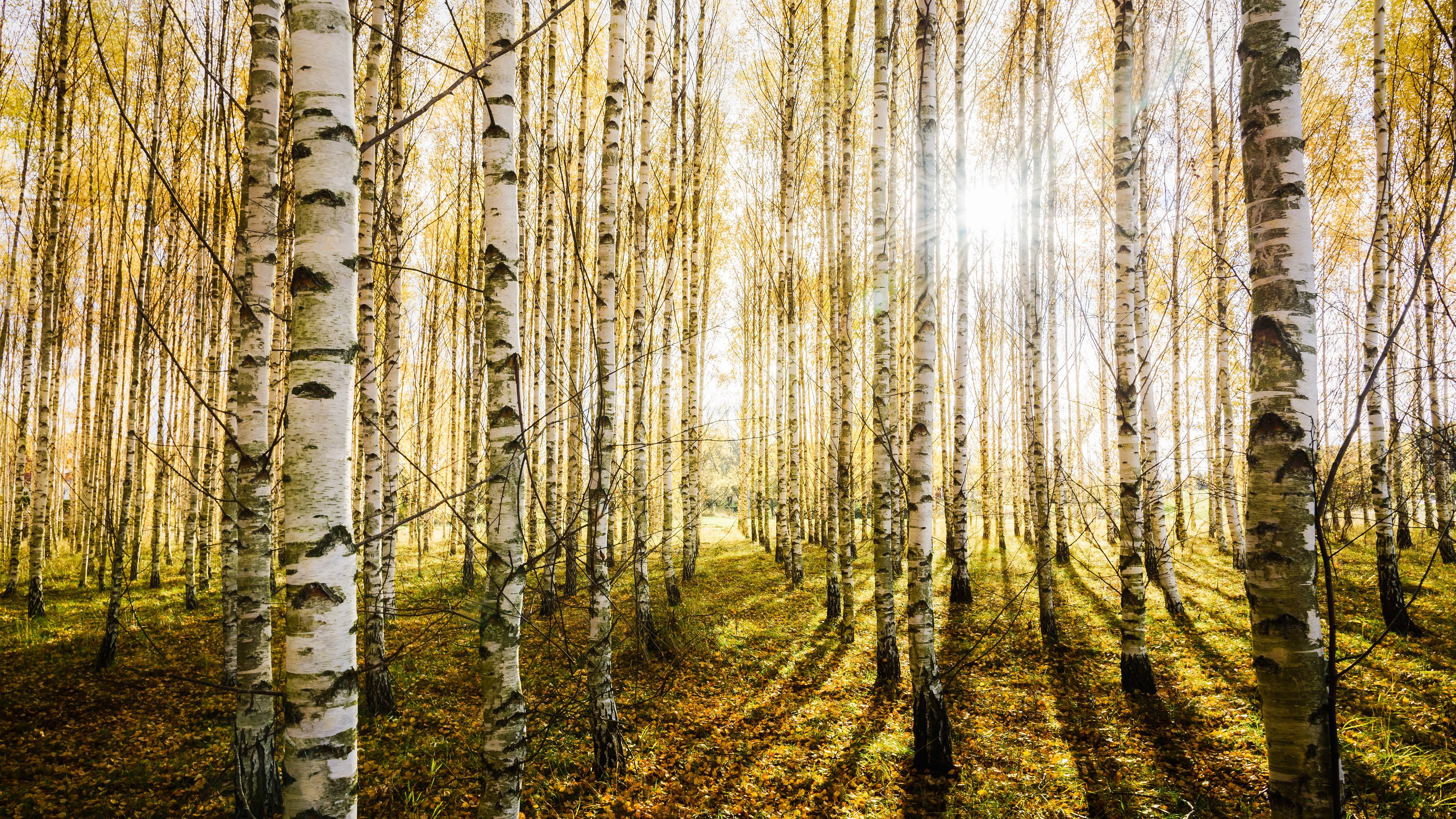 birch forest wallpaper,tree,nature,natural environment,forest,natural landscape