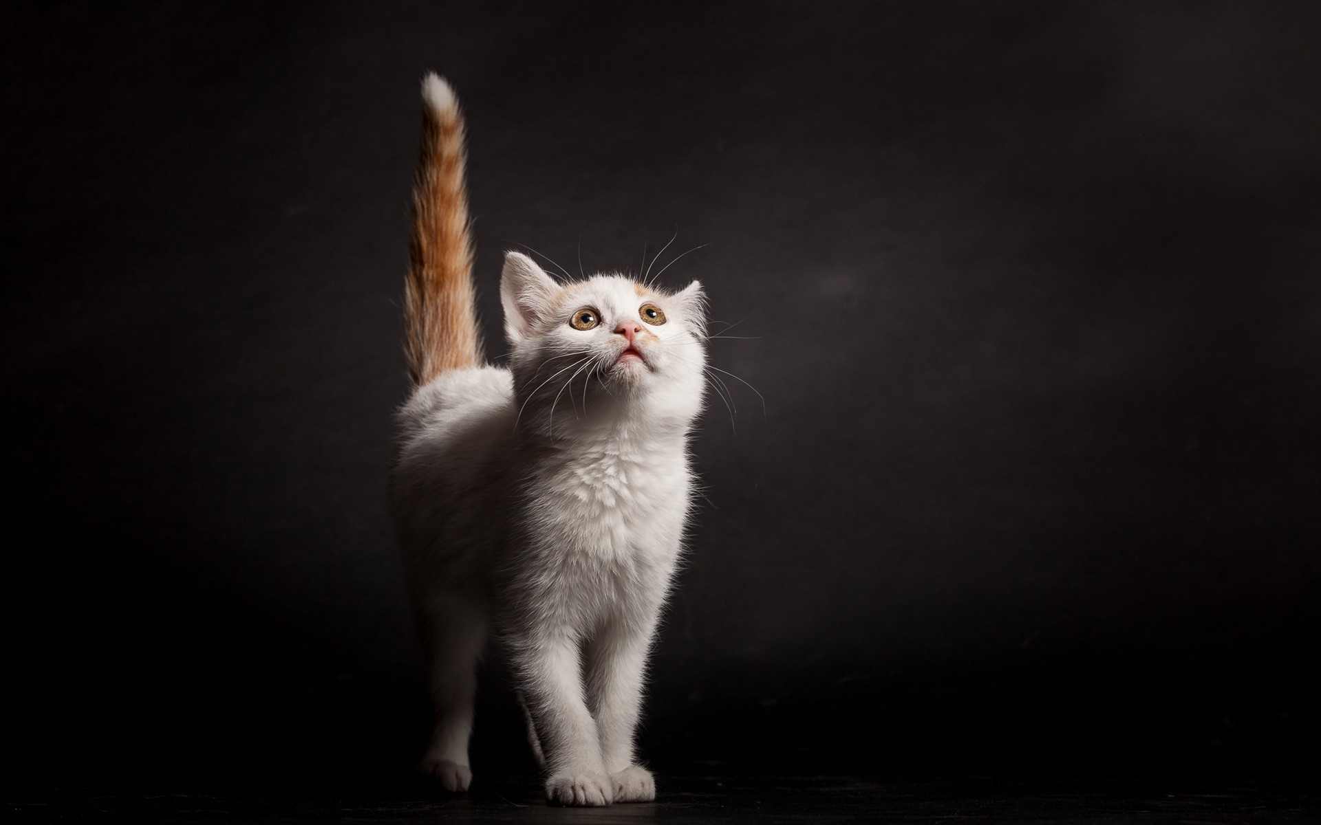 recherche de papier peint,chat,chats de petite à moyenne taille,félidés,moustaches,angora turc