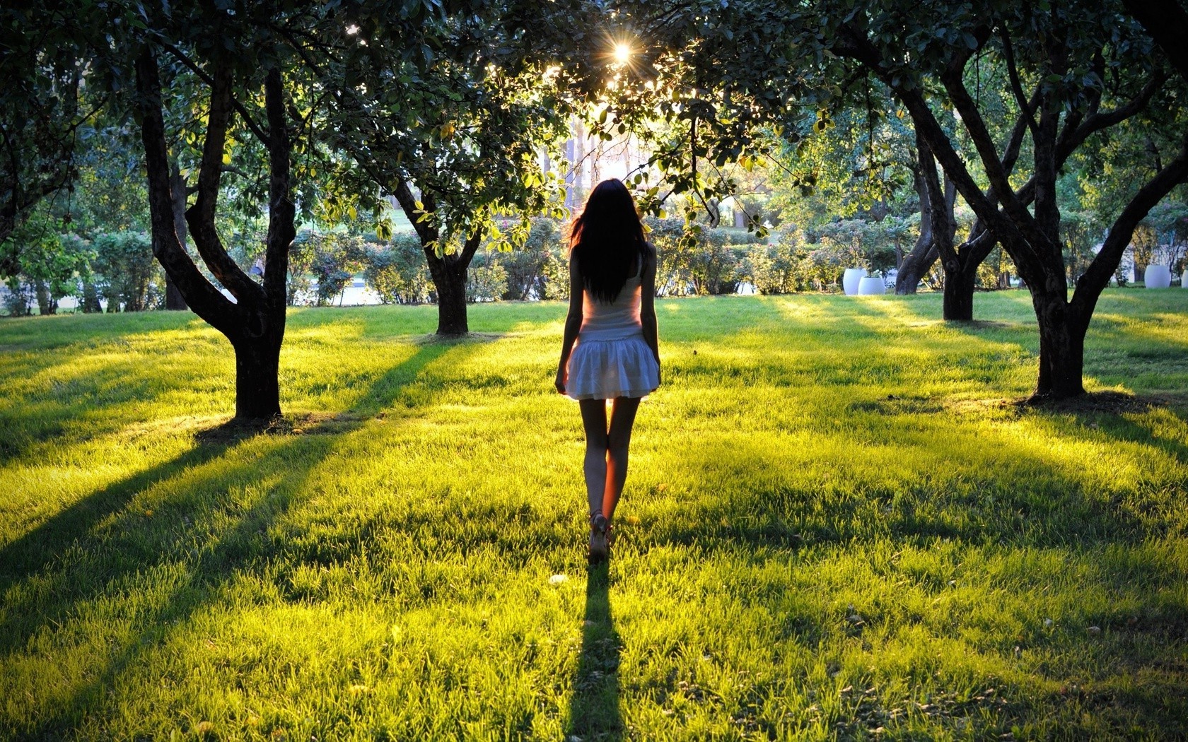 in cerca di carta da parati,natura,paesaggio naturale,fotografia,albero,luce del sole