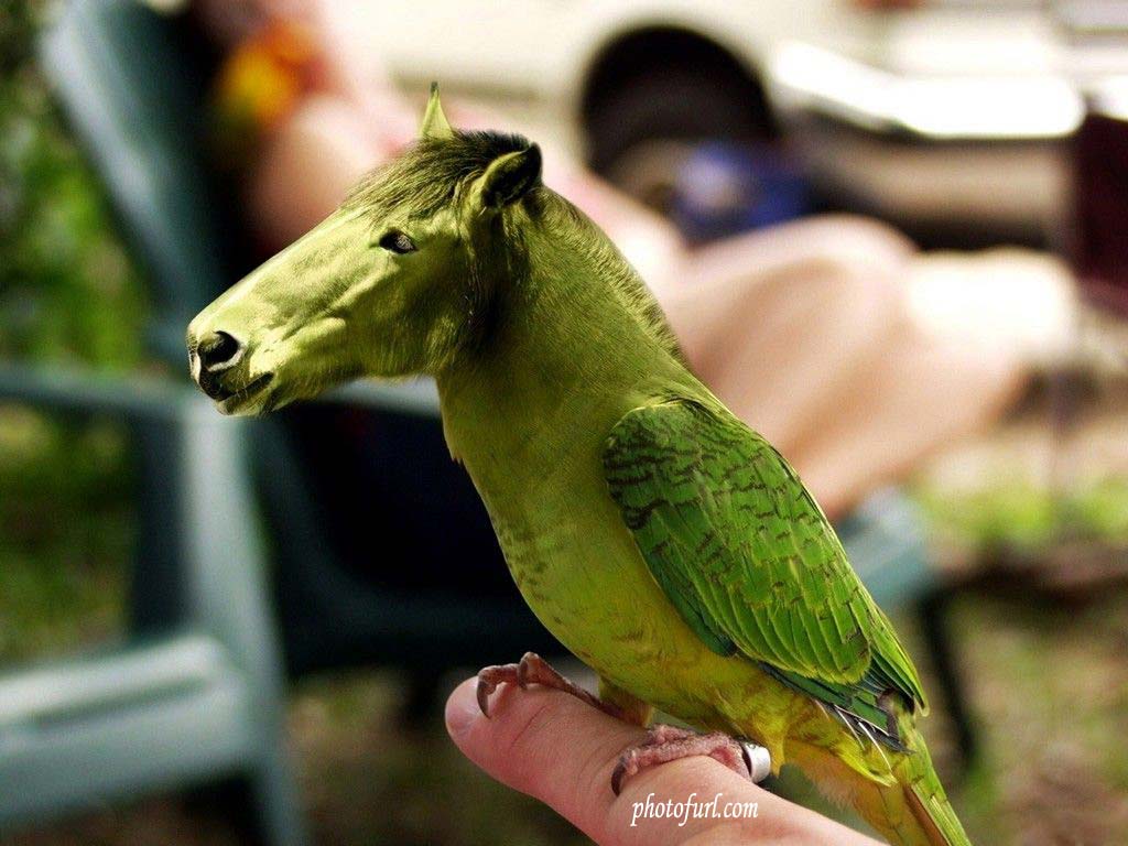 buscando papel tapiz,pájaro,loro,perico,periquito,planta