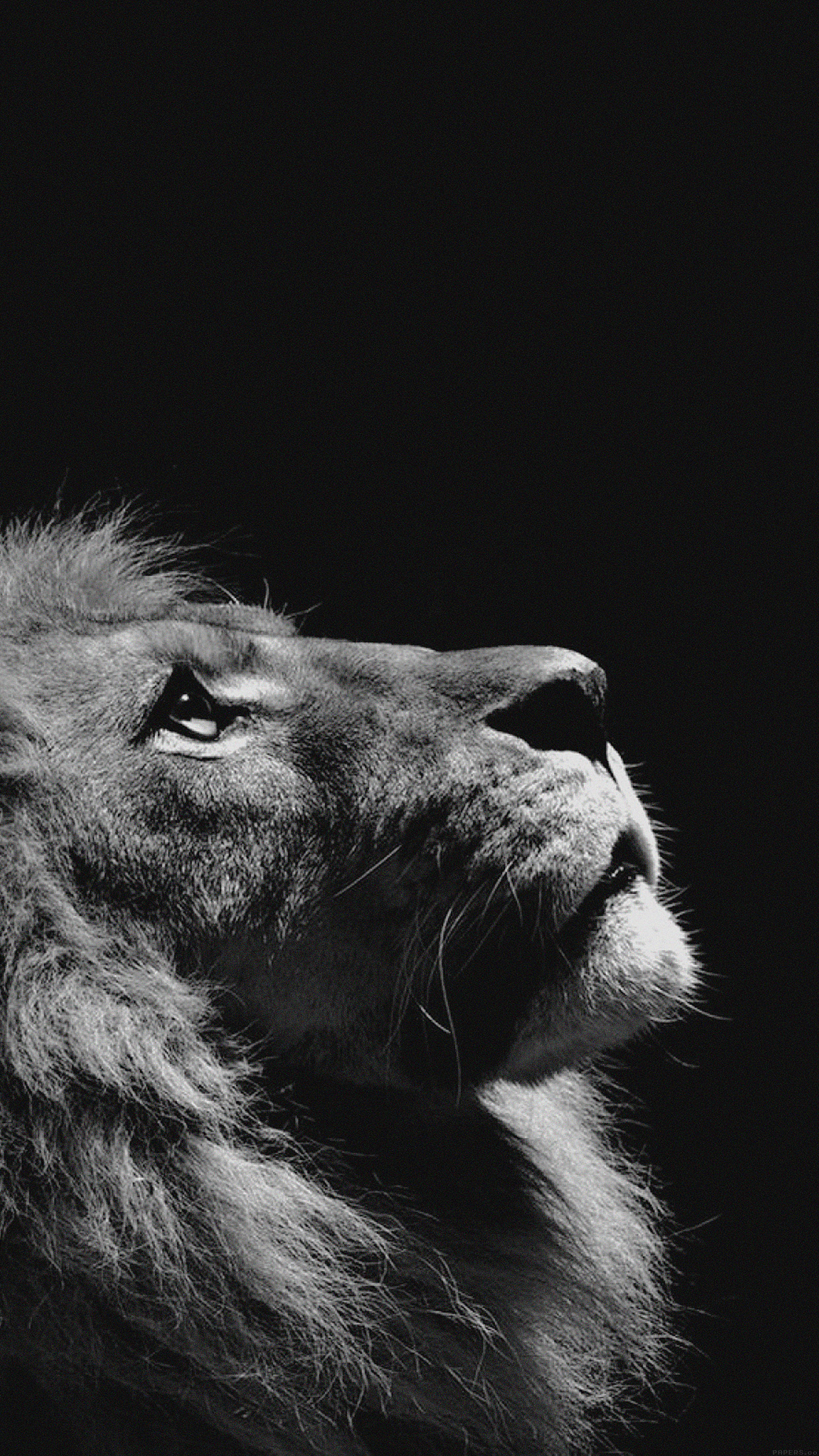 buscando papel tapiz,en blanco y negro,fotografía monocroma,león,hocico,fauna silvestre