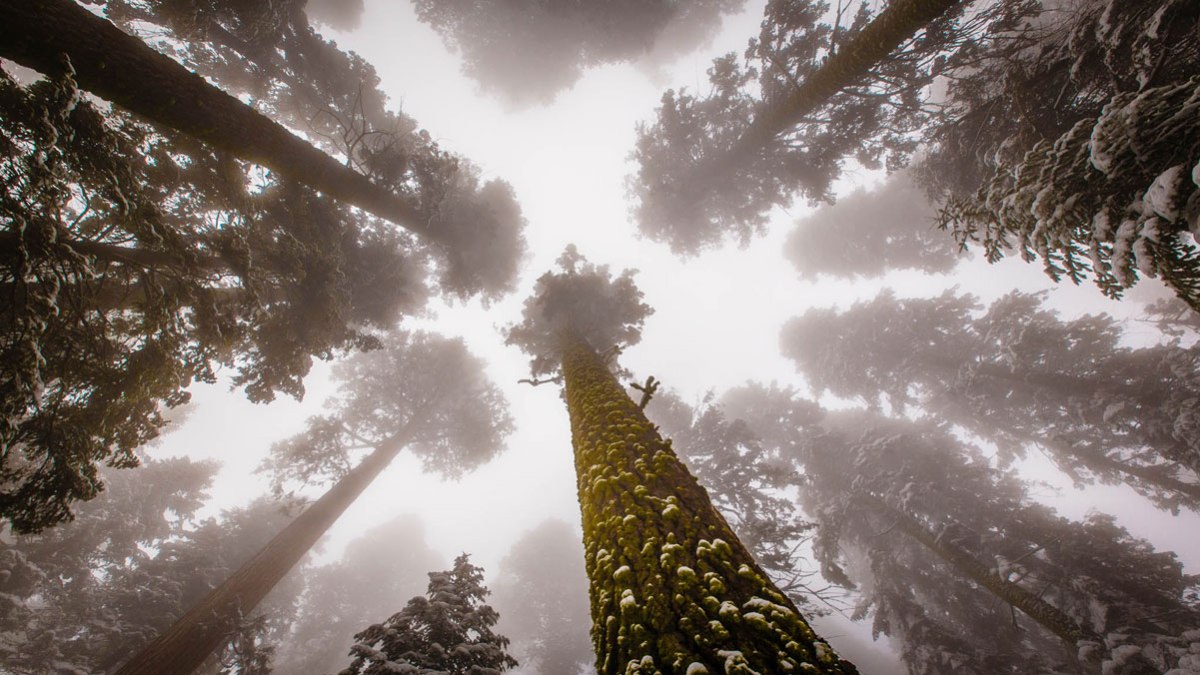 in cerca di carta da parati,albero,natura,cielo,leggero,paesaggio naturale