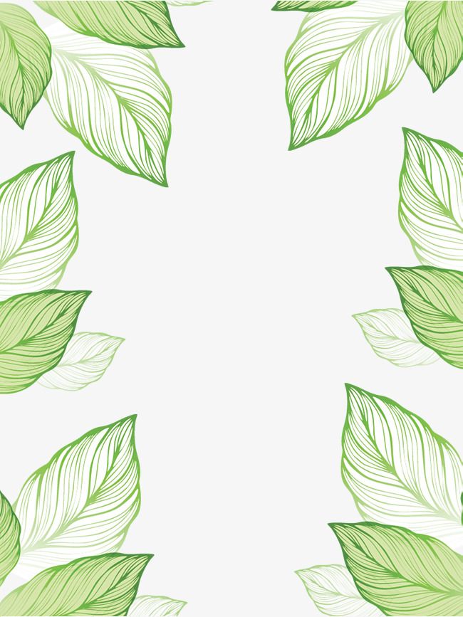 bordure de papier peint feuille,feuille,vert,plante,modèle,arbre