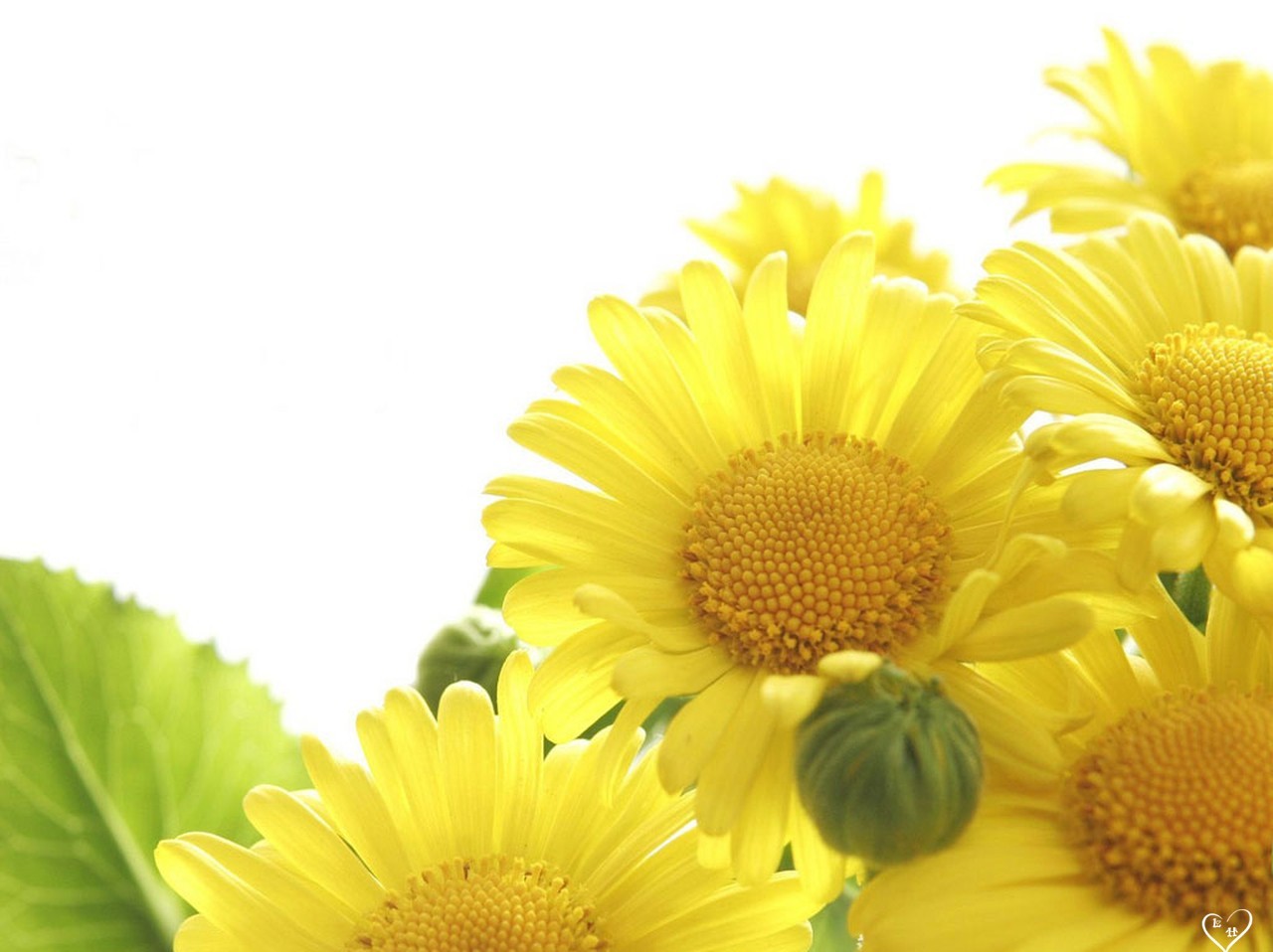 yellow wallpaper border,flower,sunflower,yellow,plant,flowering plant