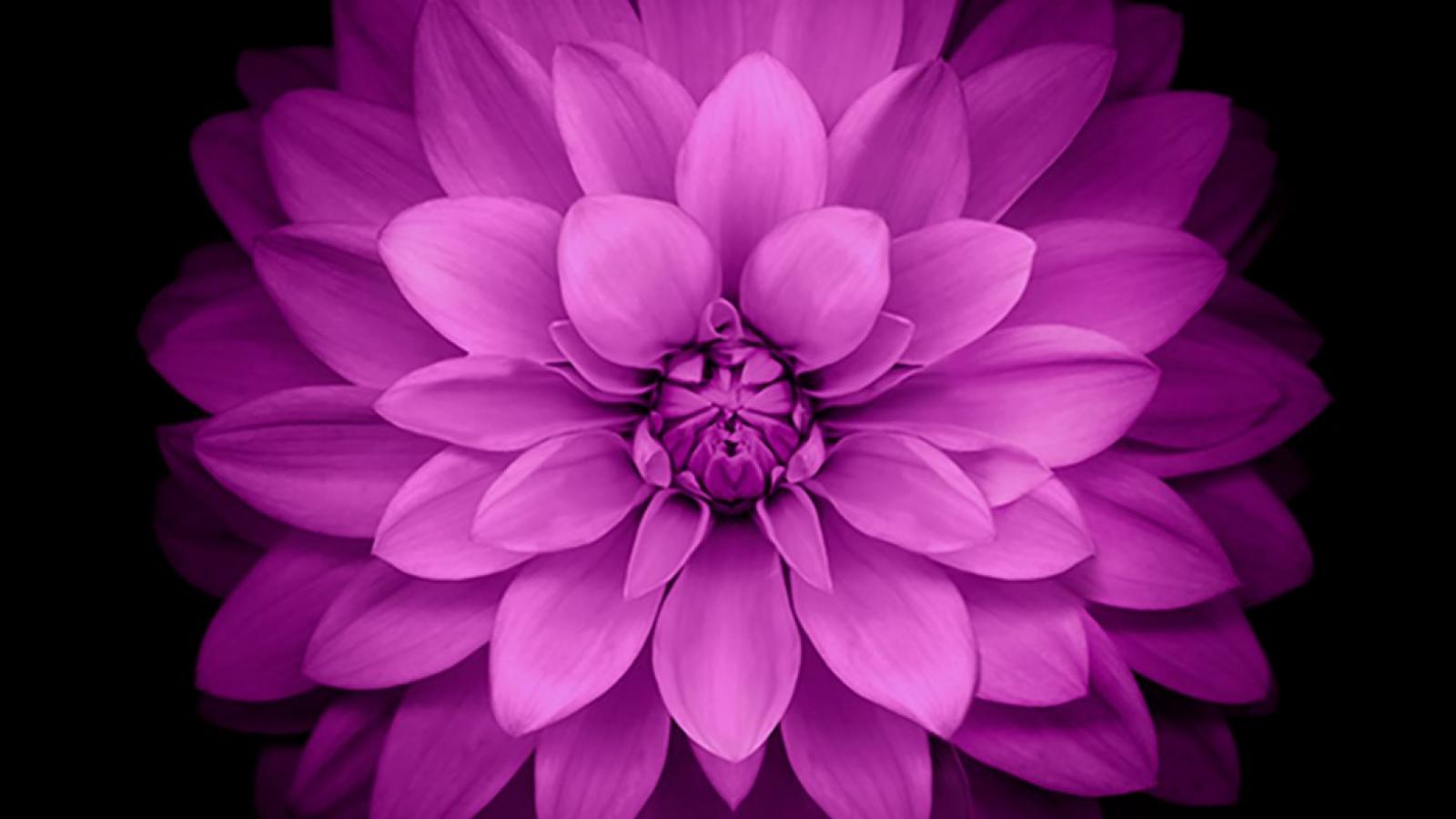 solid color wallpaper border,flower,flowering plant,petal,pink,dahlia