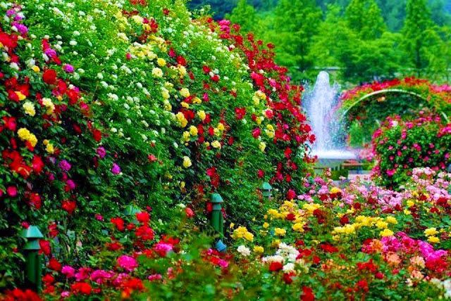 벽지 테두리,꽃,자연,식물원,정원,식물