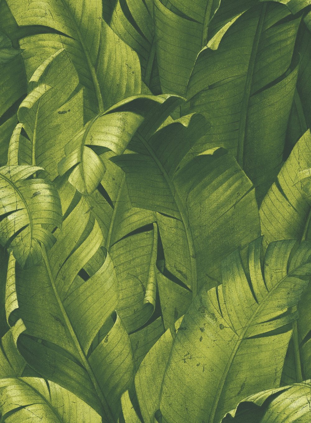 green peel and stick wallpaper,leaf,terrestrial plant,plant,banana leaf,botany